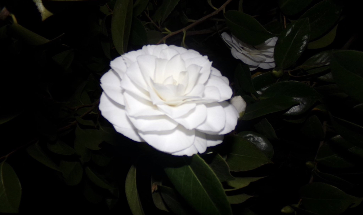 Ponds, Pebbles, and Porphyria